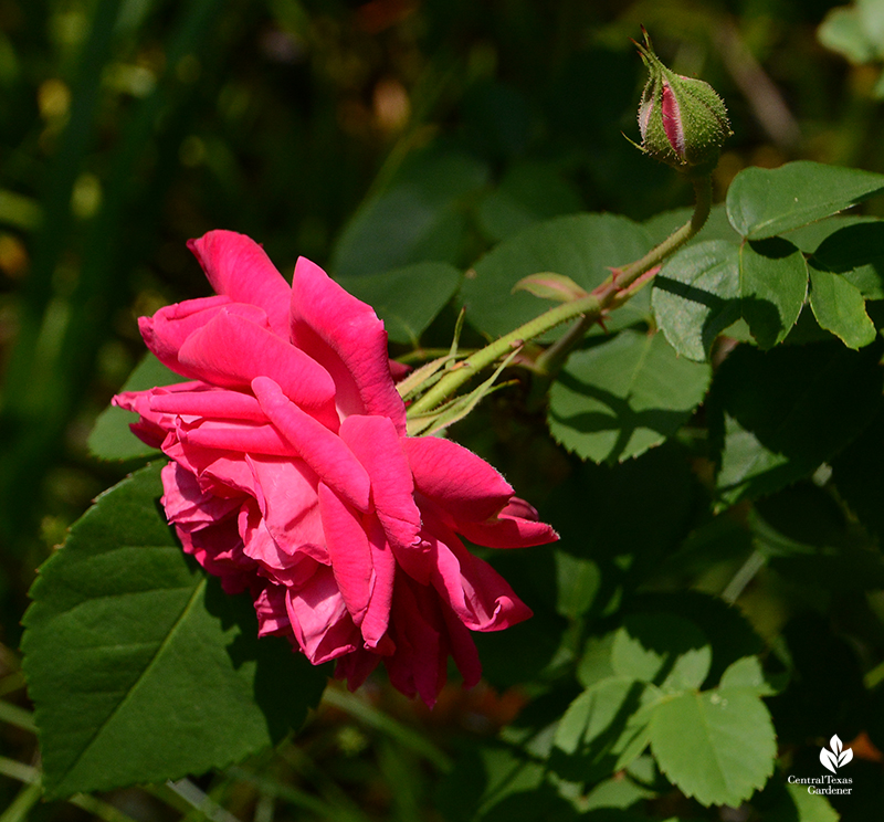 Maggie rose Central Texas Gardener