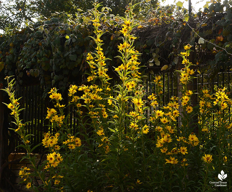 Maximilian-sunflower-Wildflower-Center-Central-Texas-Gardener