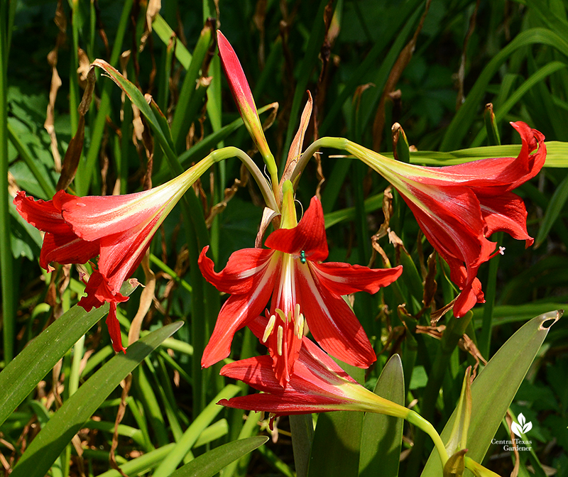 Metallic green sweat bee on Johnson amaryllis Central Texas Gardener