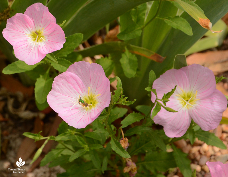 Metallic green sweat bee on native wildflower pink evening primrose Central Texas Gardener