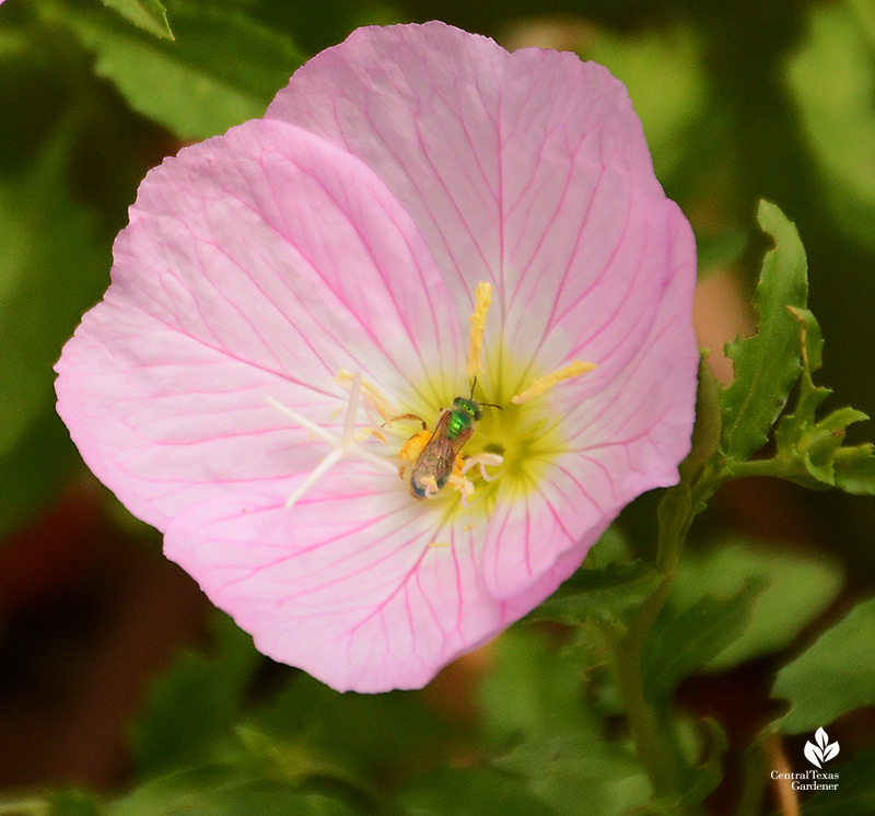 Metallic green sweat bee pollen nectar native pink evening primrose Central Texas Gardener