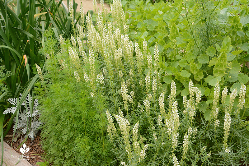 Mignonette larkspur seedlings Bells of Ireland cool weather cut flower garden Laura Ruiz Brennand La Otra Flora 