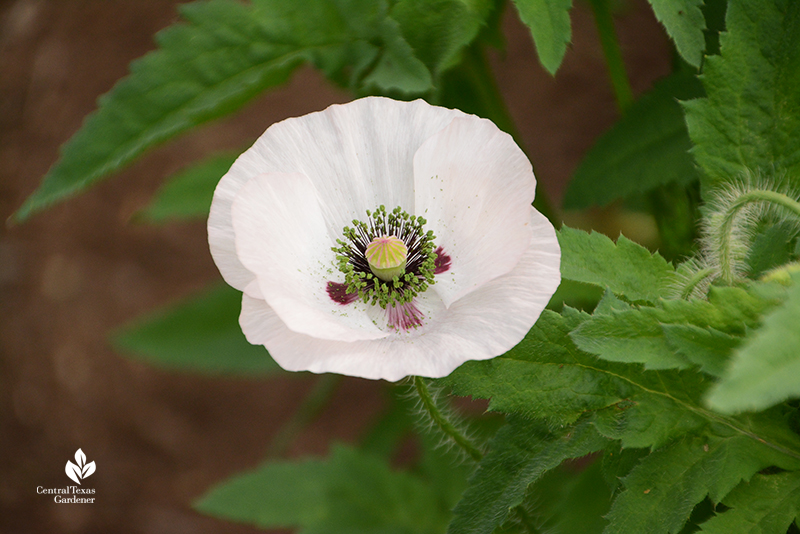 'Mother of Pearl' poppy Laura Ruiz Brennand La Otra Flora