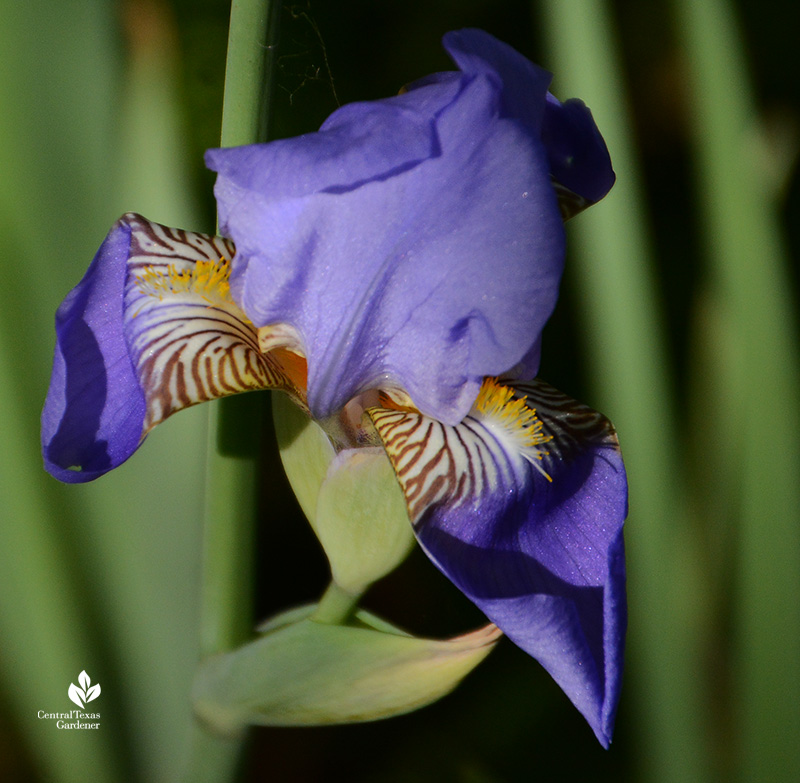 Pale blue bearded iris drought tolerant evergreen structure Central Texas Gardener