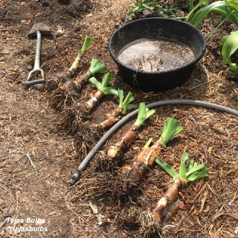 Prepping crinum bulbs for planting after dividing Philip Schulze photo Tejas Bulbs