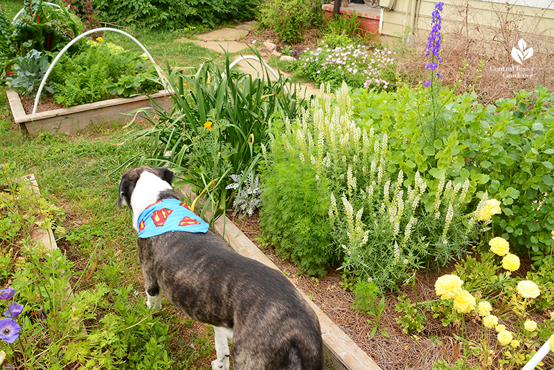 Raised bed flower gardens with ranunculus larkspur mignonette Bells of Ireland anemones La Otra Flora Laura Brennand 