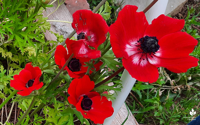 Red anemones cool weather corms La Otra Flora Laura Brennand garden Central Texas Gardener