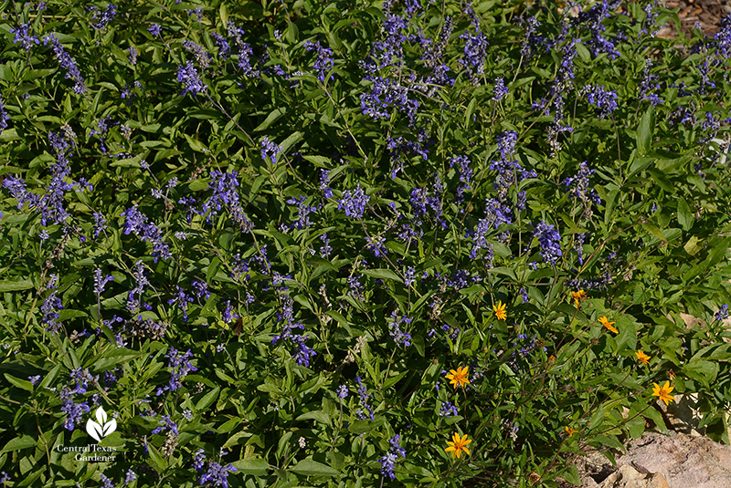 Salvia farinacea mealy blue sage and zexmenia native plants for sun and pollinators Central Texas Gardener