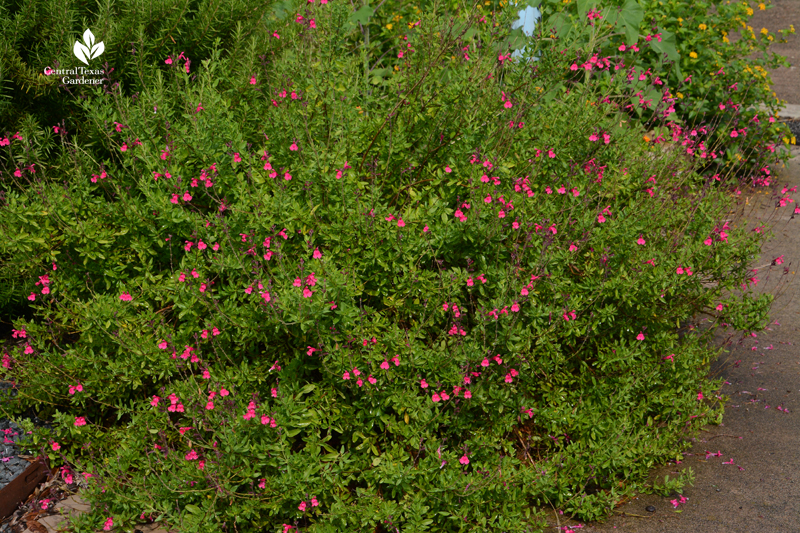 Salvia greggii native perennial Central Texas Gardener