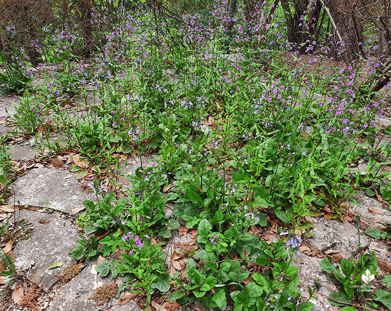Salvia lyrata and Brazos penstemon (Gulf penstemon) native spring blooming perennials for part sun Central Texas Gardener