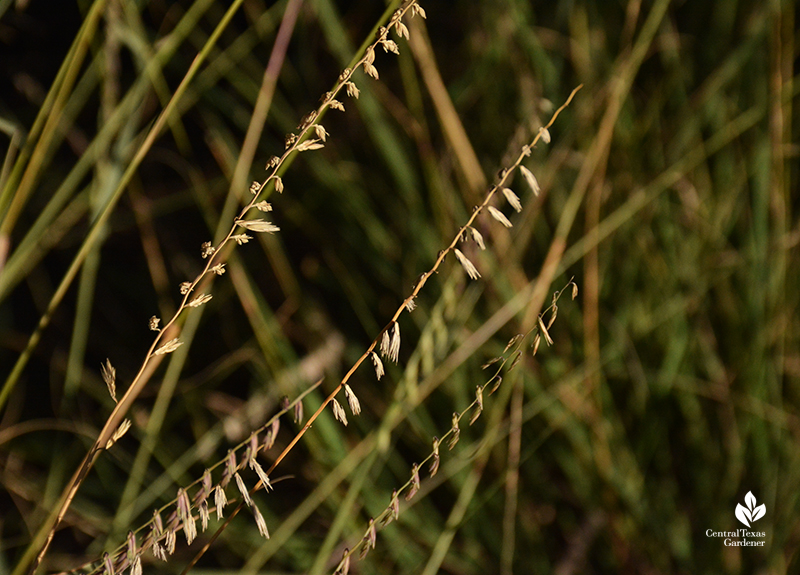 Sideoats grama Texas state grass Central Texas Gardener