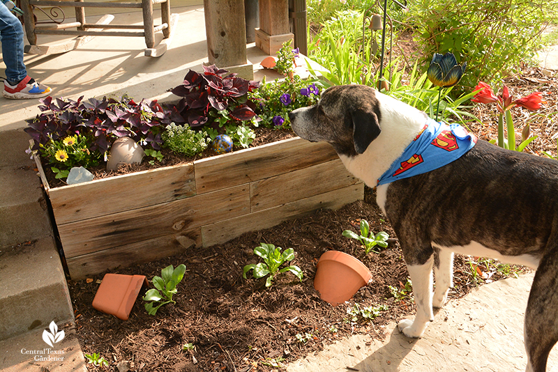 Small raised flower bed front porch La Otra Flora garden Laura Brennand 