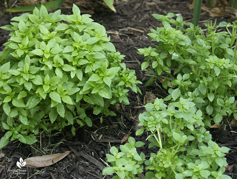 Compact growing 'Spicy Globe' basil good for small beds and containers 