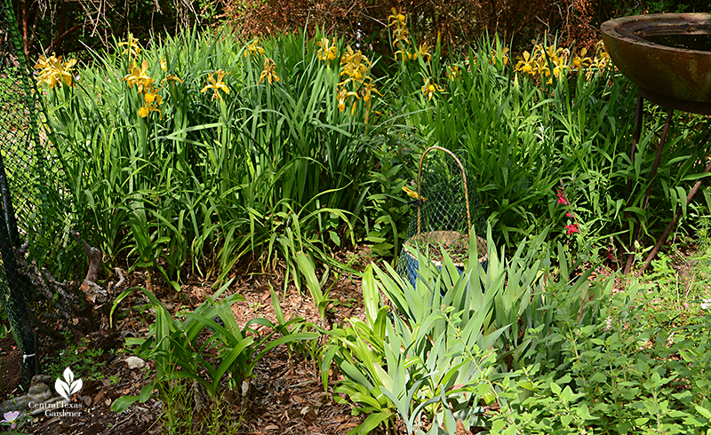 Spuria iris crinum lily daylily bearded iris microphylla Silke's Dream drought tough perennials and bulbs Central Texas Gardener