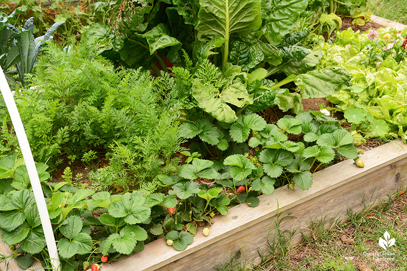 Strawberries and vegetables and flowers raised bed 