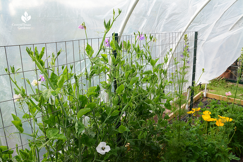 Sweet peas and poppies small hoop house La Otra Flora Laura Ruiz Brennand 