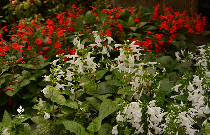 Tropical sage Salvia coccinea red and white Central Texas Gardener