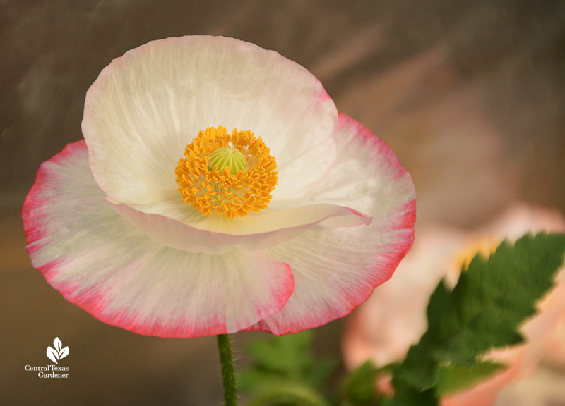 White and pink rimmed corn poppy La Otra Flora Laura Ruiz Brennand 