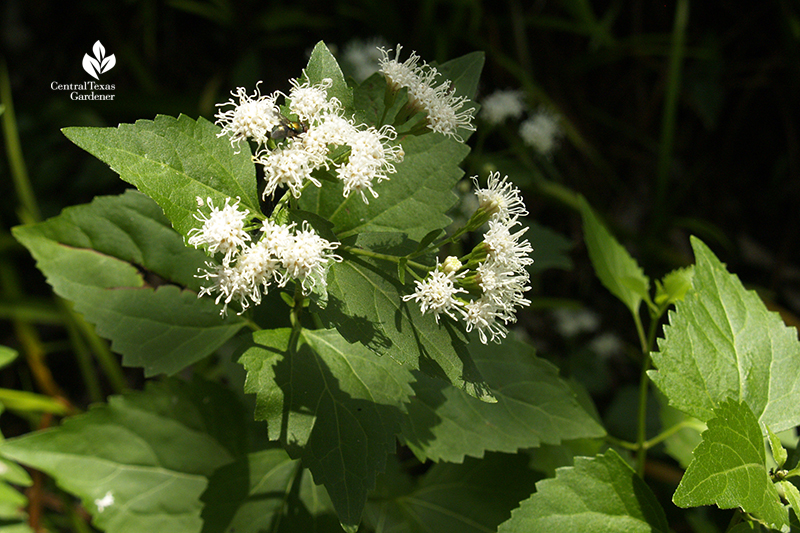 bee on native shrubby boneset white mistflower 