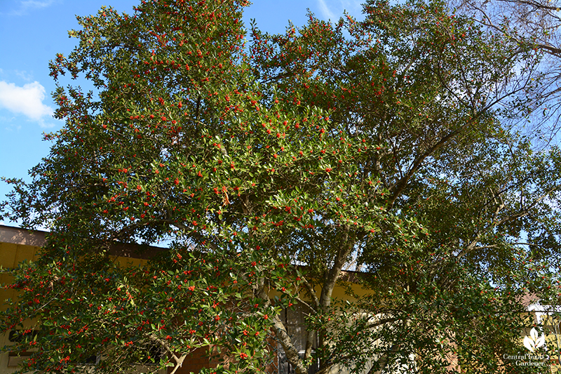 Yaupon holly native small tree for pollinators and birds Central Texas Gardener