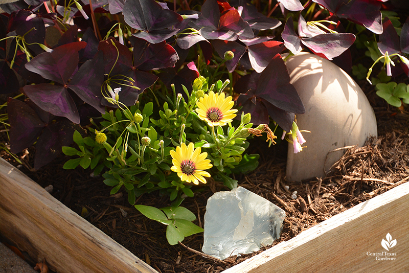 Yellow African daisy with purple oxalis raised bed La Otra Flora garden Laura Brennand 