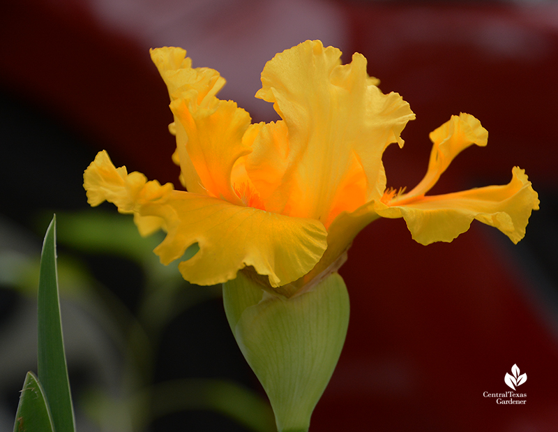 Yellow bearded iris drought tolerant bulb Central Texas Gardener