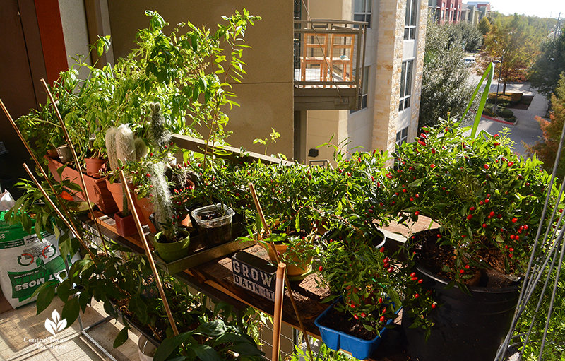 apartment balcony growing food in recycled containers Ashley Romero and Juan De los Rios Central Texas Gardener