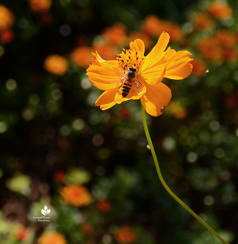 bee on cosmos annual warm weather flower Sheila Smith garden 