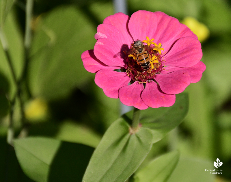 bee on zinnia annual flower Central Texas Gardener