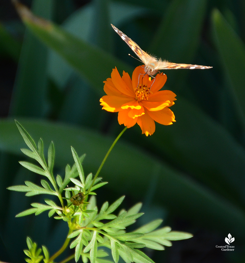 butterfly on annual cosmos flower Sheila Smith garden 