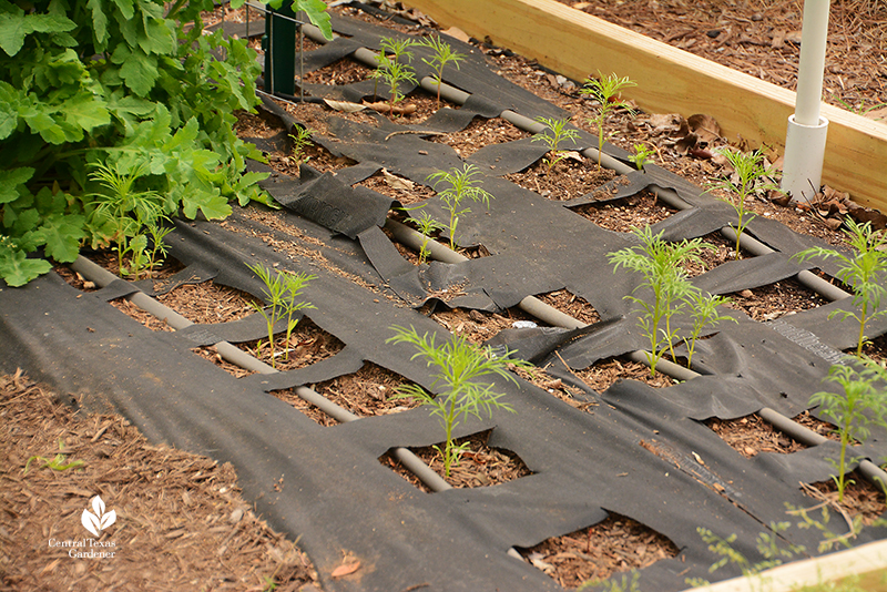 cosmos seedlings started under landscape fabric La Otra Flora garden Laura Brennand 