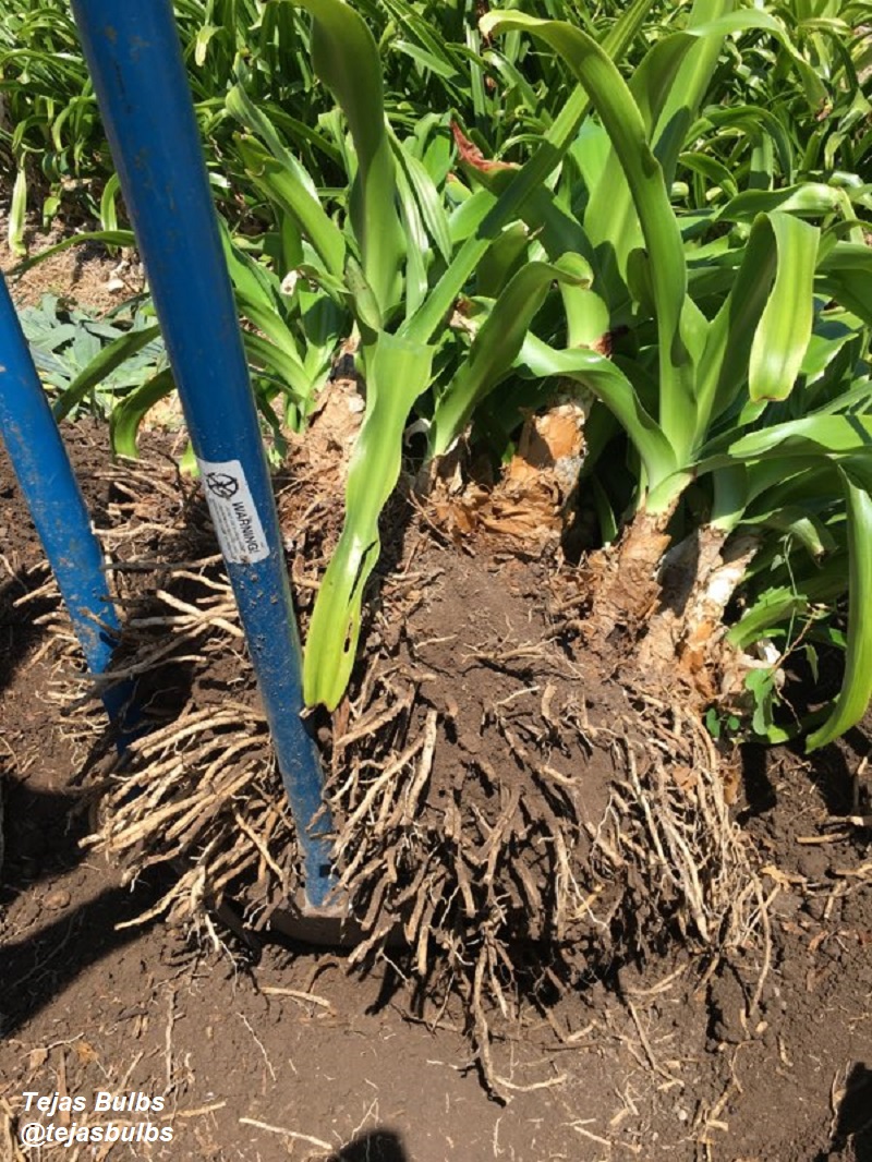 digging crinum lily Philip Schulze photo for Tejas Bulbs