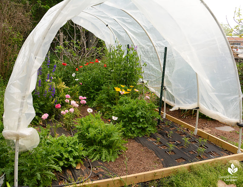 greenhouse plastic and pvc hoop house to protect winter cut flowers La Otra Flora Central Texas Gardener