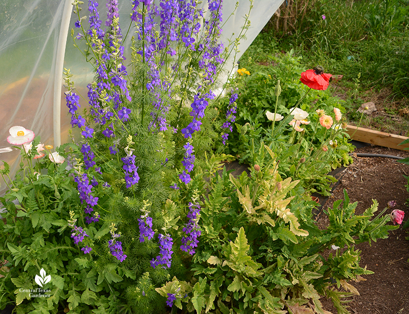 larkspur ranunculus and poppies La Otra Flora Laura Brennand garden 