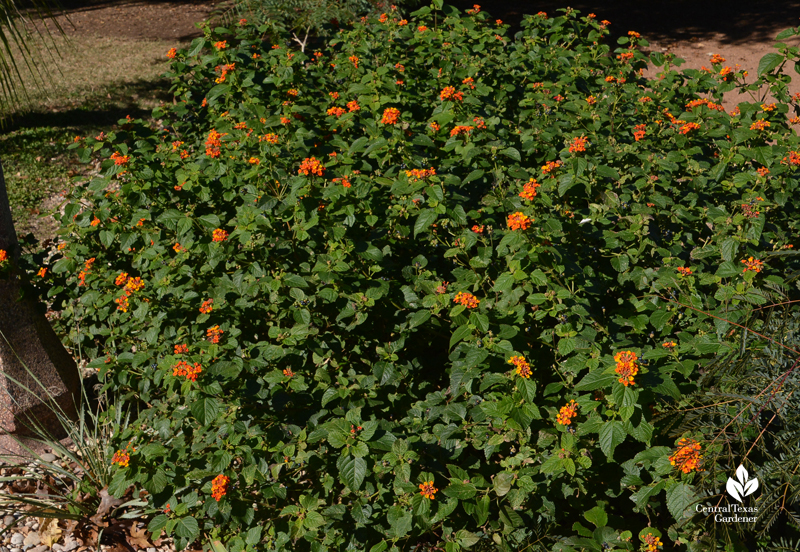 native Lantana Central Texas Gardener