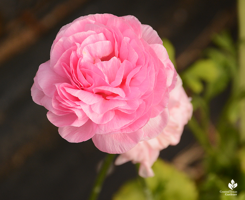 pink ranunculus La Otra Flora Laura Ruiz Brennand garden 