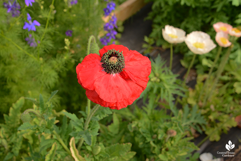 red corn poppy blue larkspur peach Iceland poppies La Otra Flora garden Laura Brennand