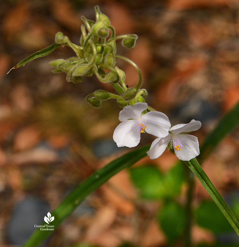 white spiderwort native Tradescantia gigantea 