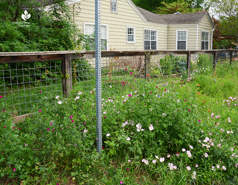 wildflower front yard strip winecup pink evening primrose gaillardia La Otra Flora Laura Brennand 