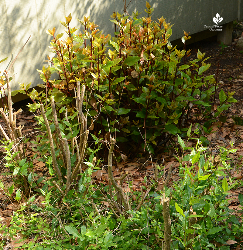 Bay laurel and native Barbados cherry shrubs growing back after 2021 Austin freeze Central Texas Gardener