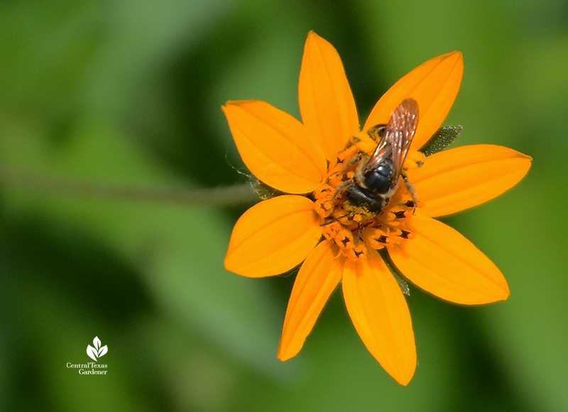 Bee on native Zexmenia (Wedelia) flower Central Texas Gardener