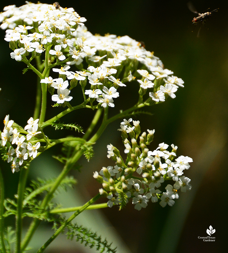 Bee on native yarrow flower Central Texas Gardener