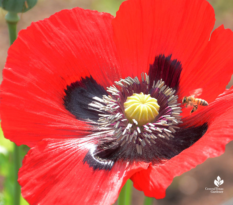 bee on poppy Este Garden