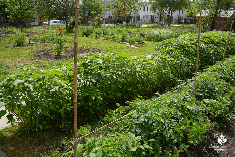 carrots tomatoes sunflowers Este Garden May 2021