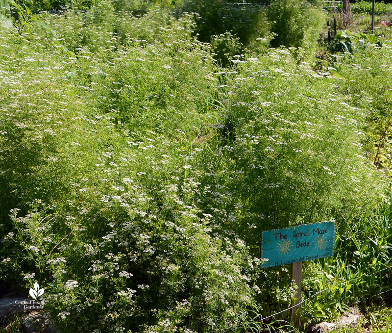 cilantro bolting at Este Garden