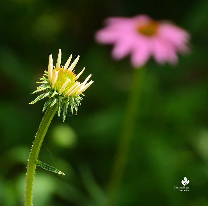 Coneflower bud and flower native perennial 