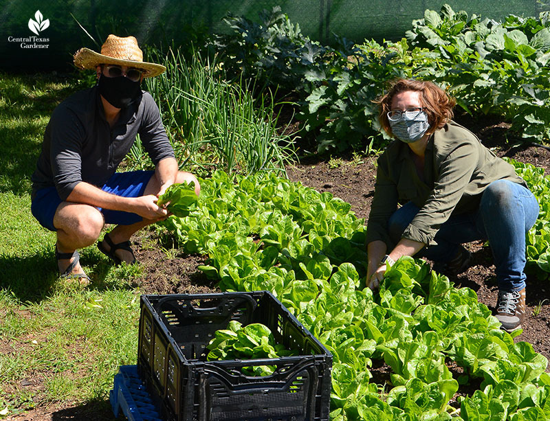 Este Garden volunteer Grant Schaffer and Lea Scott harvest lettuces 