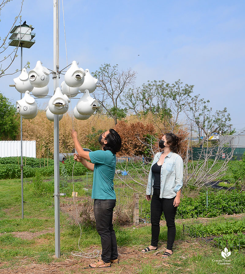 Este Garden volunteers Kevin and Alex lower purple martin house