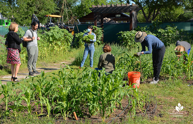 Este restaurant owner Sam Hellman-Mass with Anamaria Gutierrez Lea Scott, friends and volunteers Este Garden