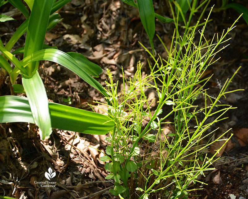 Firecracker fern Russelia emerging after Austin 2021 freeze Central Texas Gardener